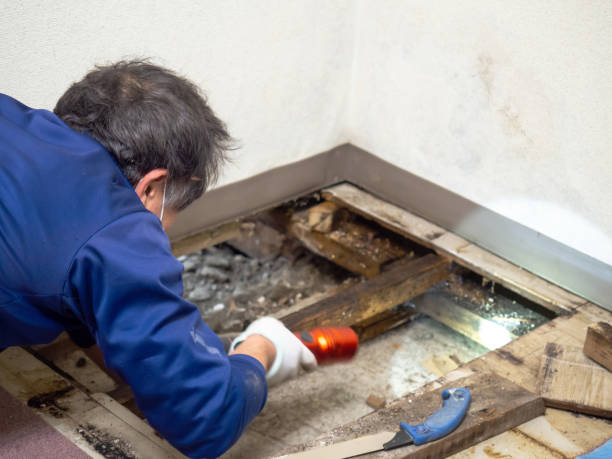 Mold Removal Process in Youngtown, AZ