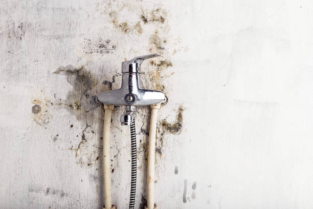 Best Toxic Mold Removal  in Youngtown, AZ