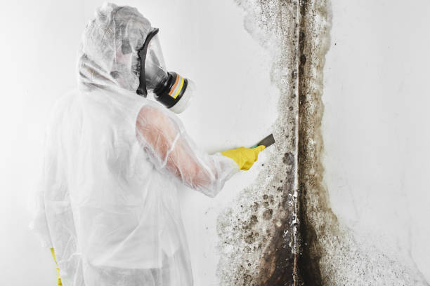 Home Mold Removal in Youngtown, AZ