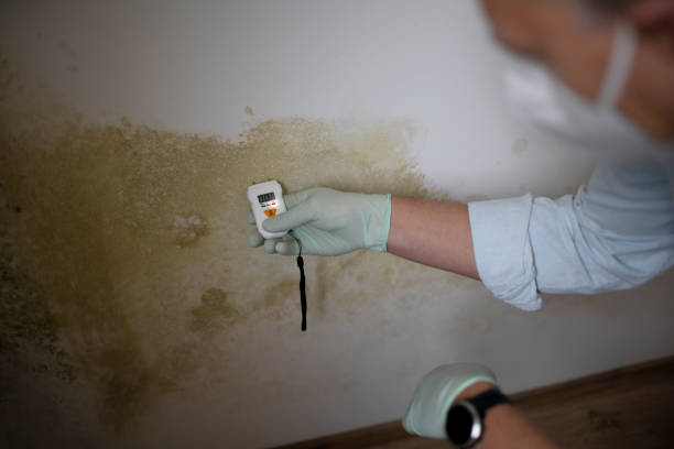 Professional Mold Removal in Youngtown, AZ